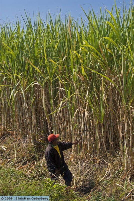 2008-08-15 08.58 Cutting Sugar Cane in the fields of Olean.jpg